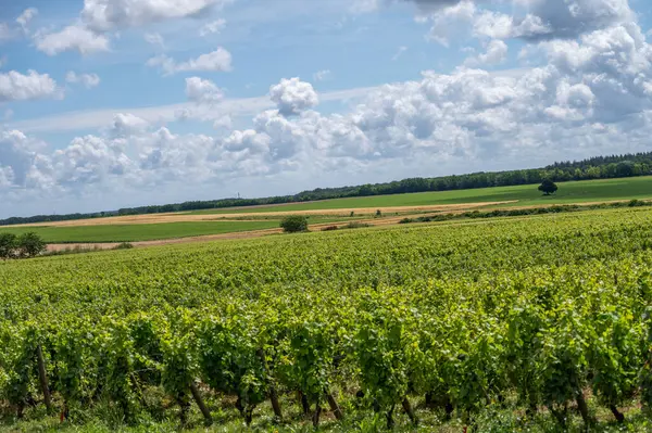Fransa, Burgundy 'deki Puligny-Montrachet köyünün çevresindeki yeşil üzüm bağları. Grand Cru sınıfı üzüm bağlarında Chardonnay üzümlerinden yapılan kaliteli beyaz şarap.