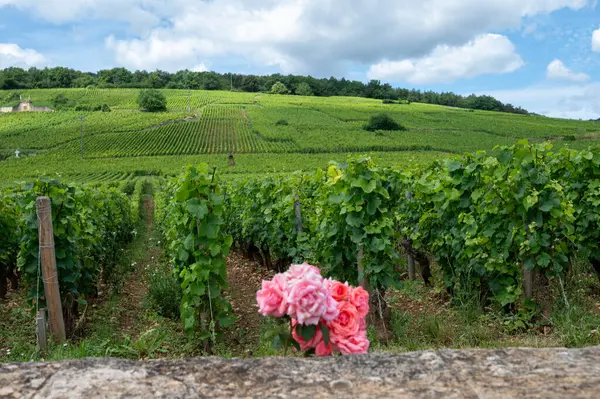 stock image Green grand cru and premier cru vineyards with cross and rows of pinot noir grapes plants in Cote de nuits, making of famous red and white Burgundy wine in Burgundy region, near Vosne-Romanee village