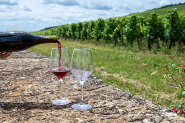 Cote de nuits 'de haç ve taş duvarları olan Grand Cru üzüm bağlarında kırmızı pinot şarabı tatmak, Burgundy bölgesinde ünlü kırmızı ve beyaz Burgundy şarabı yapmak, Vosne-Romanee köyü, Fransa