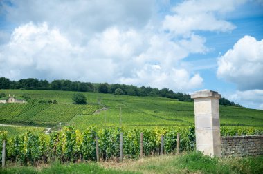 Fransa 'nın Burgundy kentindeki Puligny-Montrachet köyünde yeşil üzüm bağları örülmüş. Grand Cru sınıfı üzüm bağlarında Chardonnay üzümlerinden yapılan kaliteli beyaz şarap.