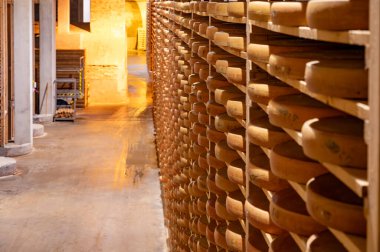 Peynir mağaralarında rafları olan yaşlanan odalar, tekerleklerin yaşlanmasının merkezi konumu, dört aydan birkaç yıla kadar ham inek sütünden yapılan Comte peyniri turları, Jura, Fransa