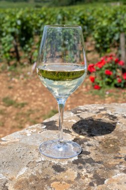 Fransa, Burgundy 'deki Puligny-Montrachet köyü yakınlarındaki Grand Cru sınıfı üzüm bağlarında Chardonnay üzümlerinden yapılan kaliteli beyaz şarap tatma.