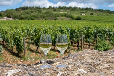 Fransa, Burgundy 'deki Puligny-Montrachet köyü yakınlarındaki Grand Cru sınıfı üzüm bağlarında Chardonnay üzümlerinden yapılan kaliteli beyaz şarap tatma.