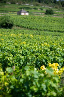 Fransa, Burgundy 'deki Puligny-Montrachet köyünün çevresindeki yeşil üzüm bağları. Grand Cru sınıfı üzüm bağlarında Chardonnay üzümlerinden yapılan kaliteli beyaz şarap.