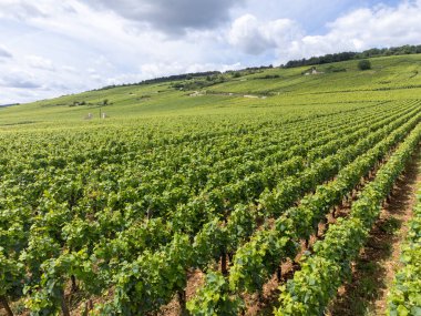 Cote de nuits 'de haçlı ve sıralı Pinot üzümlü yeşil Grand Cru ve başlıca cru üzüm bağları Vosne-Romanee köyü yakınlarındaki Burgundy bölgesinde ünlü kırmızı ve beyaz Burgundy şarabı üretiyor.