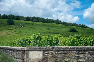 Cote de nuits 'de haçlı ve sıralı Pinot üzümlü yeşil Grand Cru ve başlıca cru üzüm bağları Vosne-Romanee köyü yakınlarındaki Burgundy bölgesinde ünlü kırmızı ve beyaz Burgundy şarabı üretiyor.