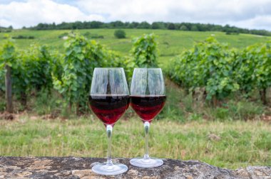 Cote de nuits 'de haç ve taş duvarları olan Grand Cru üzüm bağlarında kırmızı pinot şarabı tatmak, Burgundy bölgesinde ünlü kırmızı ve beyaz Burgundy şarabı yapmak, Vosne-Romanee köyü, Fransa