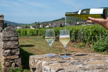 Fransa, Burgundy 'deki Puligny-Montrachet köyü yakınlarındaki Grand Cru sınıfı üzüm bağlarında Chardonnay üzümlerinden yapılan kaliteli beyaz şarap tatma.