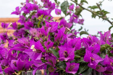 Liguria, İtalya 'da şehir duvarında büyüyen parlak pembe Bougainvillea bitki çiçekleri, kentsel manzara tasarımı