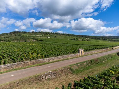 Fransa, Burgundy 'deki Puligny-Montrachet köyünün çevresindeki yeşil üzüm bağları. Chardonnay üzümlerinden yapılan kaliteli beyaz şarap Grand Cru sınıfı üzüm bağlarında, hava manzaralı.