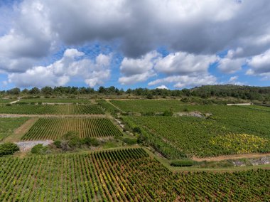 Fransa, Burgundy 'deki Puligny-Montrachet köyünün çevresindeki yeşil üzüm bağları. Chardonnay üzümlerinden yapılan kaliteli beyaz şarap Grand Cru sınıfı üzüm bağlarında, hava manzaralı.