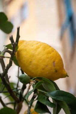 Olgun sarı sulu limon narenciye meyveleri ağaçta asılı hasat etmeye hazır.