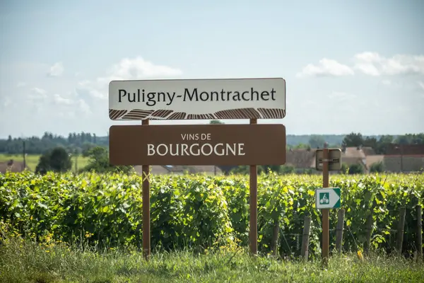 stock image Green vineyards around Puligny-Montrachet village, wine of Burgundy road sign, France. High quality white dry wine making from Chardonnay grapes on grand cru classe vineyards