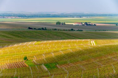 Cramant yakınlarında yeşil büyük cru üzüm bağları olan bahar manzarası, Fransa 'nın Şampanya Bölgesi, Avize Bölgesi. Cote des Blanc 'ın kireçli topraklarında beyaz şarap üzümü yetiştiriyorum..