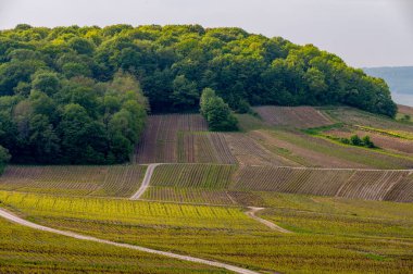 Moulin de Verzenay yakınlarındaki büyük cru Champagne üzüm bağları, Montagne de Reims yakınlarındaki Pinot noir üzüm bitkileri Verzy ve Verzenay, Fransa ilkbaharda