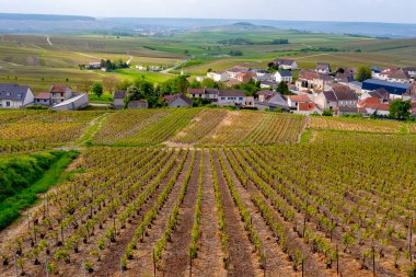 Cramant yakınlarında yeşil büyük cru üzüm bağları olan bahar manzarası, Fransa 'nın Şampanya Bölgesi, Avize Bölgesi. Cote des Blanc 'ın kireçli topraklarında beyaz şarap üzümü yetiştiriyorum..