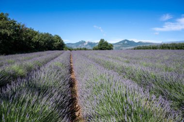 Purple blossom of lavender or lavandine plants near Sisteron, Franse departement Alpes-de-Haute-Provence, summer aromatic flowers clipart