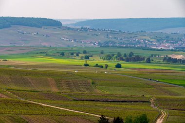 Moulin de Verzenay yakınlarındaki büyük cru Champagne üzüm bağları, Montagne de Reims yakınlarındaki Pinot noir üzüm bitkileri Verzy ve Verzenay, Fransa ilkbaharda