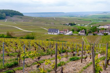 Cramant yakınlarında yeşil büyük cru üzüm bağları olan bahar manzarası, Fransa 'nın Şampanya Bölgesi, Avize Bölgesi. Cote des Blanc 'ın kireçli topraklarında beyaz şarap üzümü yetiştiriyorum..