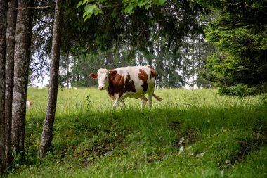 Producing and aging of wheels of Comte cheese in Jura, France, Montbeliards or French Simmental cows herd grazing grass on green pasture in summer months clipart