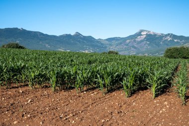 Yazın Sisteron, Haute-Durance, Franse 'den ayrılan Alpes-de-Haute-Provence yakınlarında mısır tarlaları bulunan tarım bölgesi