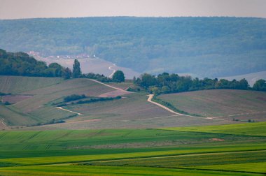 Moulin de Verzenay yakınlarındaki büyük cru Champagne üzüm bağları, Montagne de Reims yakınlarındaki Pinot noir üzüm bitkileri Verzy ve Verzenay, Fransa ilkbaharda