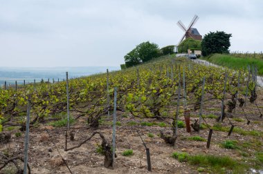 Moulin de Verzenay yakınlarındaki büyük cru Champagne üzüm bağları, Montagne de Reims yakınlarındaki Pinot noir üzüm bitkileri Verzy ve Verzenay, Fransa ilkbaharda