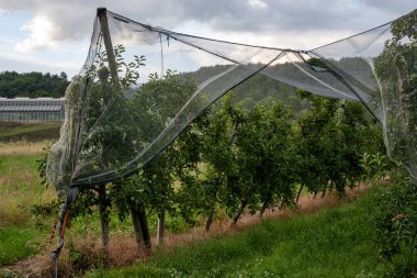 Young green Alpes de Haute-Durance apples growing on apple trees on organic fruit orchards near Sisteron, in Alpes-de-Haute-Provence, France clipart