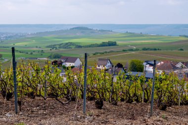 Cramant yakınlarında yeşil büyük cru üzüm bağları olan bahar manzarası, Fransa 'nın Şampanya Bölgesi, Avize Bölgesi. Cote des Blanc 'ın kireçli topraklarında beyaz şarap üzümü yetiştiriyorum..