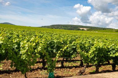 Fransa, Burgundy 'deki Puligny-Montrachet köyünün çevresindeki yeşil üzüm bağları. Grand Cru sınıfı üzüm bağlarında Chardonnay üzümlerinden yapılan kaliteli beyaz şarap.