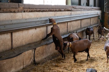 Keçi çiftliğinde peynir yapma süreci, Rocamadour yumuşak keçi AOC peyniri Perigord ve Quercy 'deki çiftlikte üretilen yumuşak kabuklu peynir ayrılış, Fransa, çiftlik ziyareti