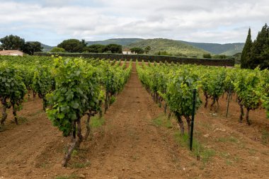 Fransa 'nın güneyinde Saint-Tropez ve Gassin yakınlarındaki üzüm bağlarında sıralanmış şarap üzümleri, gül şarabı yapımı, cru sınıfı