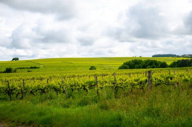 Konyak beyaz şarap bölgesi üzüm bağlarında yaz mevsimi, Charente, beyaz ugni Blanc üzümü konyak güçlü alkol damıtma ve şarap yapımı için kullanılır, Fransa, Grand Champagne bölgesi