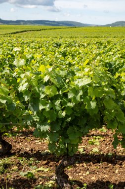 Fransa, Burgundy 'deki Puligny-Montrachet köyünün çevresindeki yeşil üzüm bağları. Grand Cru sınıfı üzüm bağlarında Chardonnay üzümlerinden yapılan kaliteli beyaz şarap.