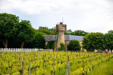 Konyak beyaz şarap bölgesi üzüm bağlarında yaz mevsimi, Charente, beyaz ugni Blanc üzümü konyak güçlü alkol damıtma ve şarap yapımı için kullanılır, Fransa, Grand Champagne bölgesi