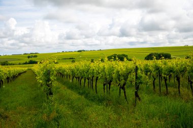Konyak beyaz şarap bölgesi üzüm bağlarında yaz mevsimi, Charente, beyaz ugni Blanc üzümü konyak güçlü alkol damıtma ve şarap yapımı için kullanılır, Fransa, Grand Champagne bölgesi