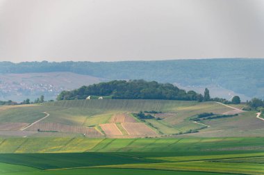 Moulin de Verzenay yakınlarındaki büyük cru Champagne üzüm bağları, Montagne de Reims yakınlarındaki Pinot noir üzüm bitkileri Verzy ve Verzenay, Fransa ilkbaharda