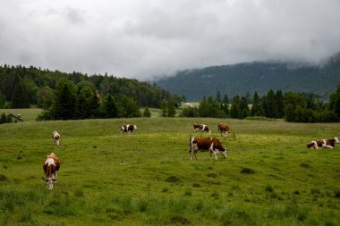 Comte peynirinin Jura, Fransa, Montbeliard veya Fransız sade ineklerinin yaz aylarında yeşil otlaklarda otlamaları ve üretimi ve yaşlanması