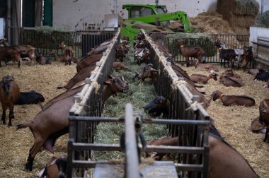 Keçi çiftliğinde peynir yapma süreci, Rocamadour yumuşak keçi AOC peyniri Perigord ve Quercy 'deki çiftlikte üretilen yumuşak kabuklu peynir ayrılış, Fransa, çiftlik ziyareti