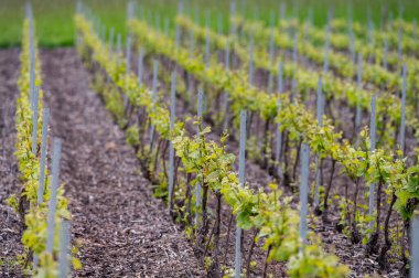 Moulin de Verzenay yakınlarındaki büyük cru Champagne üzüm bağlarına, Montagne de Reims yakınlarındaki Pinot noir üzüm fabrikalarına Verzy ve Verzenay, Champagne, France