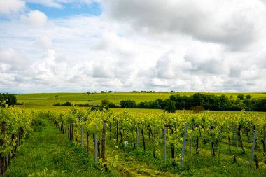 Konyak beyaz şarap bölgesi üzüm bağlarında yaz mevsimi, Charente, beyaz ugni Blanc üzümü konyak güçlü alkol damıtma ve şarap yapımı için kullanılır, Fransa, Grand Champagne bölgesi