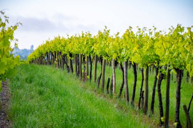 Konyak beyaz şarap bölgesi üzüm bağlarında yaz mevsimi, Charente, beyaz ugni Blanc üzümü konyak güçlü alkol damıtma ve şarap yapımı için kullanılır, Fransa, Grand Champagne bölgesi