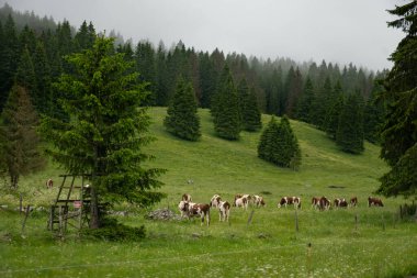 Comte peynirinin Jura, Fransa, Montbeliard veya Fransız sade ineklerinin yaz aylarında yeşil otlaklarda otlamaları ve üretimi ve yaşlanması