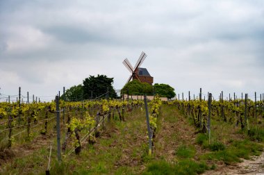 Moulin de Verzenay yakınlarındaki büyük cru Champagne üzüm bağları, Montagne de Reims yakınlarındaki Pinot noir üzüm bitkileri Verzy ve Verzenay, Fransa ilkbaharda