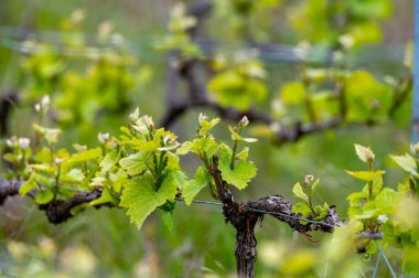 Moulin de Verzenay yakınlarındaki büyük cru Champagne üzüm bağlarına, Montagne de Reims yakınlarındaki Pinot noir üzüm fabrikalarına Verzy ve Verzenay, Champagne, France