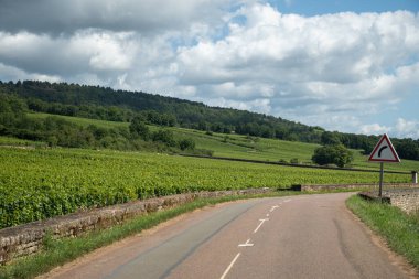 Fransa, Burgundy 'deki Puligny-Montrachet köyünün çevresindeki yeşil üzüm bağları. Grand Cru sınıfı üzüm bağlarında Chardonnay üzümlerinden yapılan kaliteli beyaz şarap.