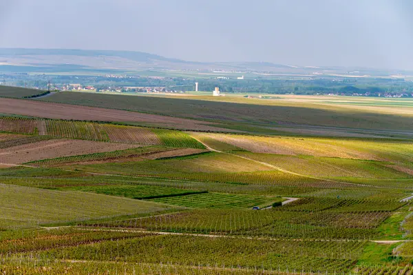 stock image Spring landscape with green grand cru vineyards near Cramant, Avize region Champagne, France. Cultivation of white chardonnay wine grape on chalky soils of Cote des Blancs.