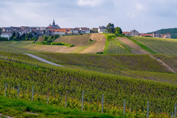 stock image Spring landscape with green grand cru vineyards near Cramant, Avize region Champagne, France. Cultivation of white chardonnay wine grape on chalky soils of Cote des Blancs.