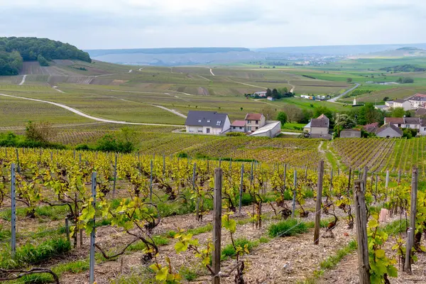 Cramant yakınlarında yeşil büyük cru üzüm bağları olan bahar manzarası, Fransa 'nın Şampanya Bölgesi, Avize Bölgesi. Cote des Blanc 'ın kireçli topraklarında beyaz şarap üzümü yetiştiriyorum..