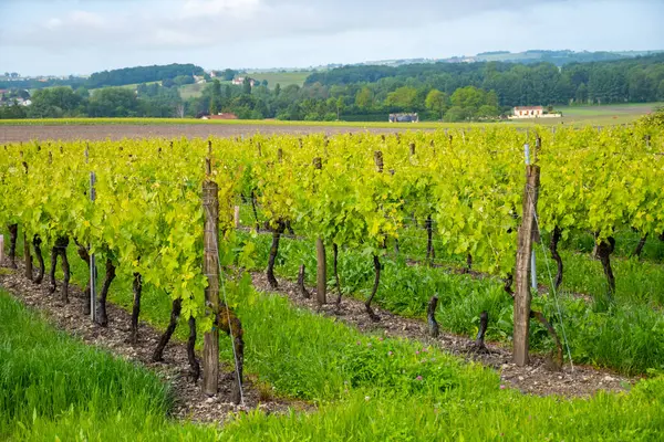 Stock image Summer on vineyards of Cognac white wine region, Charente, white ugni blanc grape uses for Cognac strong spirits distillation and wine making, France, Grand Champagne region